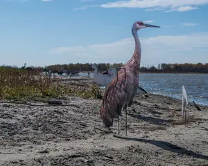 Real-Geese Decoys Gen 3 Sandhill Crane Decoys