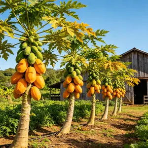 （QD#ZR）Healthy Papaya Tree Seedling for Indoor and Outdoor Gardening, Ideal for Backyard, Container, or Patio, Easy-to-Care Tropical Fruit Plant