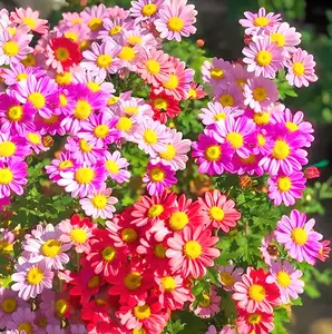 1200 Pyrethrum Seeds White yellow purple Perennial Tanacetum Chrysanthemum Painted Daisy Fresh Garden Seeds Heirloom -- PeavyTailor