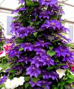 100 Clematis Seeds - Purple light - Bold and Beautiful Flowering Vine Perennial