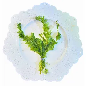 Tofu's Tanks Cabomba caroliniana live aquarium stem plants - light green to dark purple - 3-5 stems of emersed/transitioning form (a bit messy - sheds leaves until established)