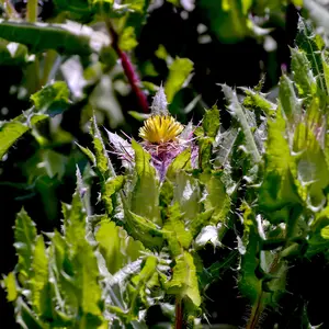 Blessed Thistle Seeds (Cnicus benedictus) Traditional bitter herb for digestive support. Hardy annual with spiny leaves and yellow blooms.