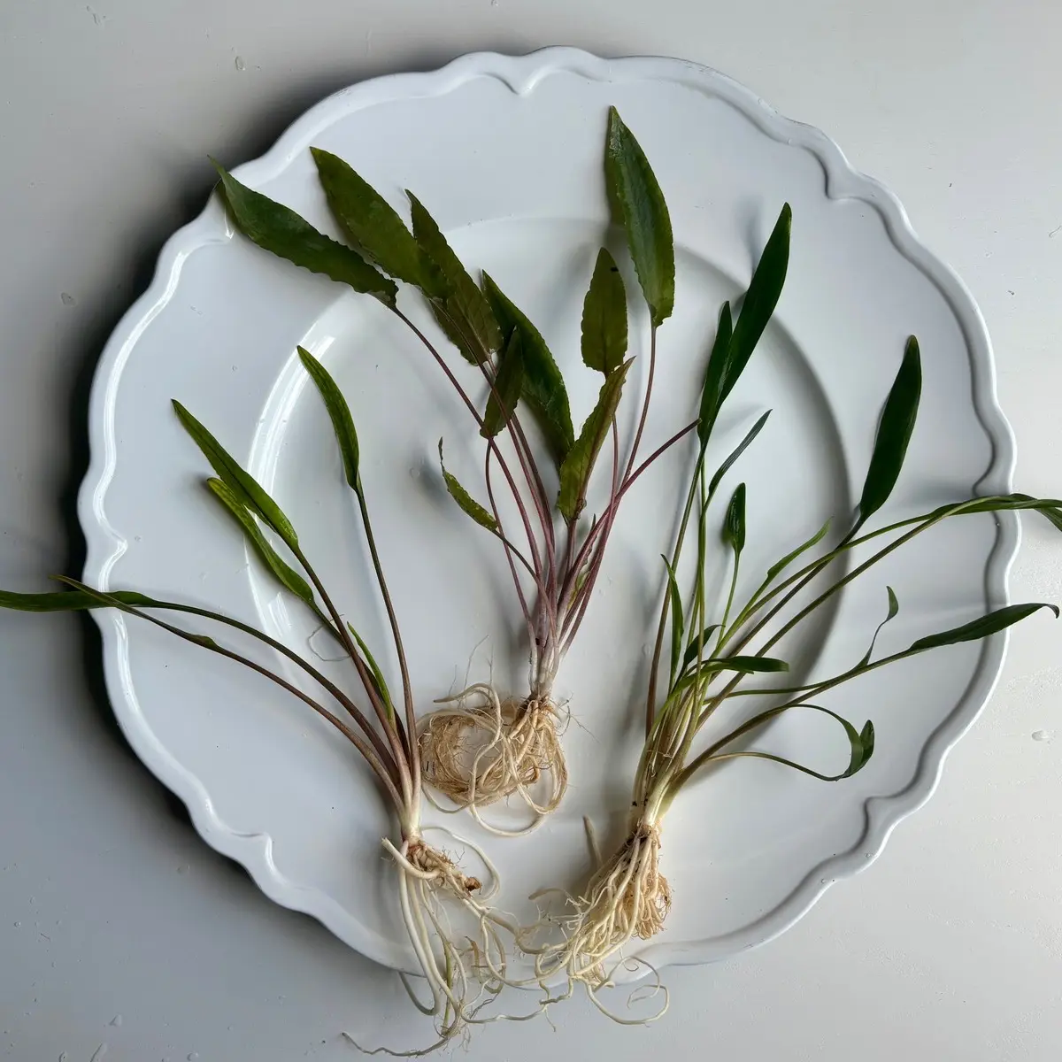 Assorted Large Crypt Live Aquarium plants: No added CO2 needed carpeting or mid-ground plant!
