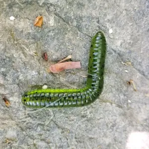 The RBTC Lil’ Rigg - Watermelon Seed Lure (Pack of 3) (Leader & Hook included)