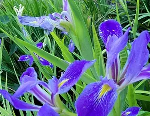 Purple Iris Bulbs 5-Pack Easy-Grow Perennial Rhizomes Aquatic Pond Plants Iris spp.