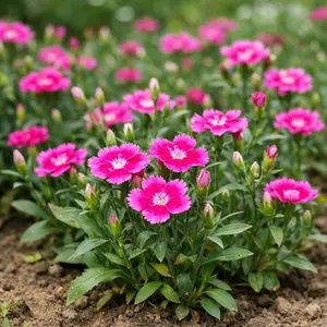 Dianthus Seeds – Fragrant Flower Seeds for Garden, Easy Grow Long Bloom Plants
