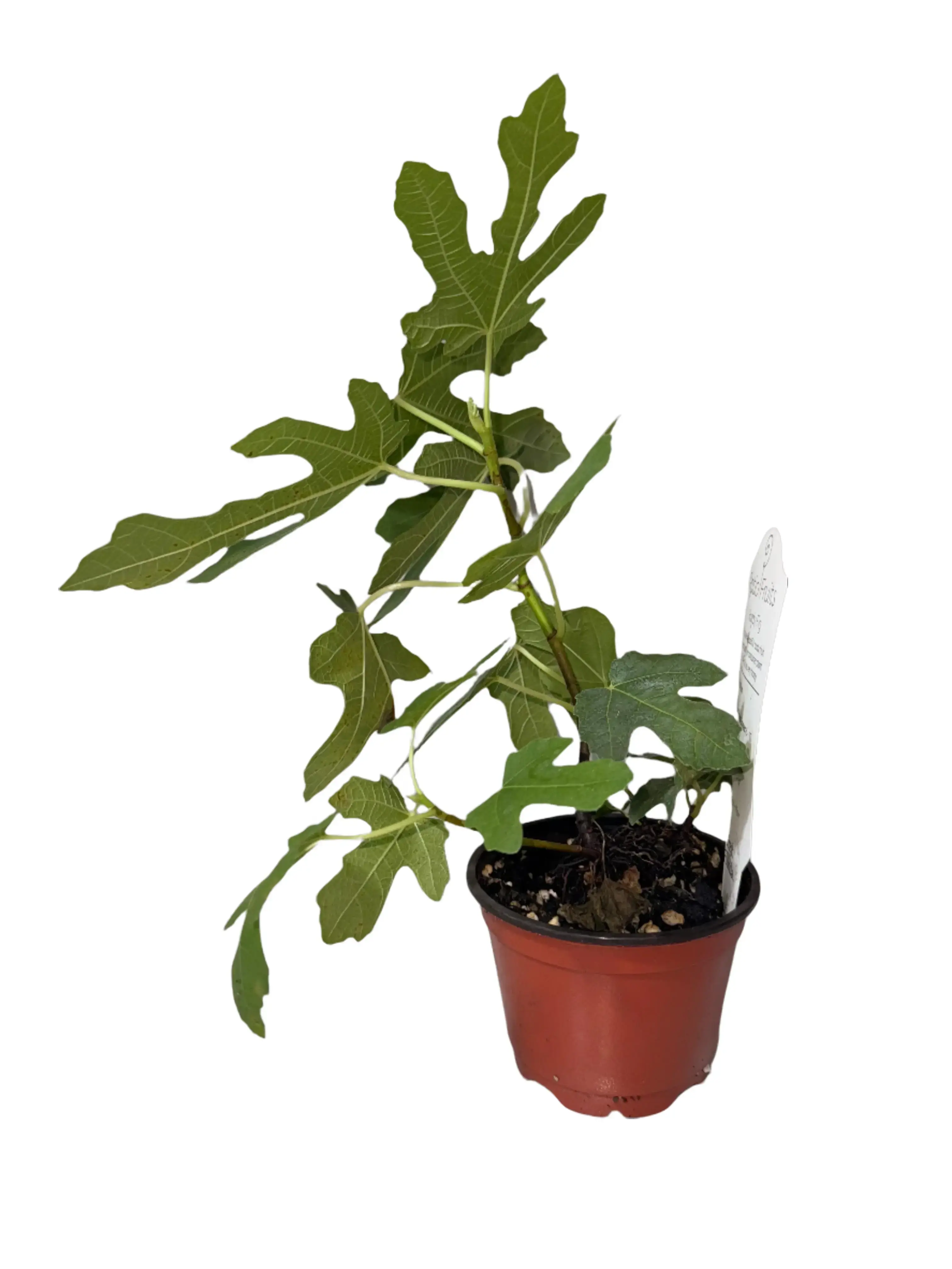 2-Pack Chicago Hardy Fig Trees - Ficus carica, Cold-Hardy Dwarf Patio Plants, Zones 6-10, Easy-to-Grow Compact Self-Pollinating Low-Maintenance Fruit Varieties for Fertile Soil, Tropical Beauty, Grow Fruit & Organic Container Gardening