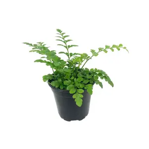 Austral Gem Fern - Live Plant in a 4 Inch Pot - Asplenium Parvati - Rare and Exotic Ferns from Florida