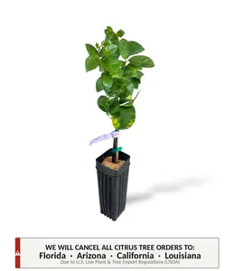 Fukushu Kumquat Tree | No Ship CA AZ LA FL | Sweet Peel, Tangy Citrus & Large Edible Fruit | Premium Indoor Outdoor Citrus Tree