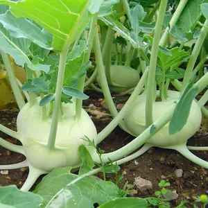 2000 White Vienna Kohlrabi Brassica Oleracea Vegetable Seeds - Hardiness Zone Biennial, 50 Day Harvest, 12-18" Plant Height, Sunlight Required