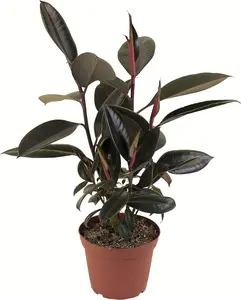 Standing Collection Tree Indoor House Hand Selected, Air Purifying Live Burgundy, 6-Inch, Rubber Plant Ficus Elastica