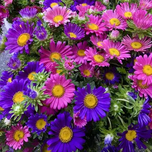 2000pcs Easy Grow Aster Seeds – Brighten Every Corner