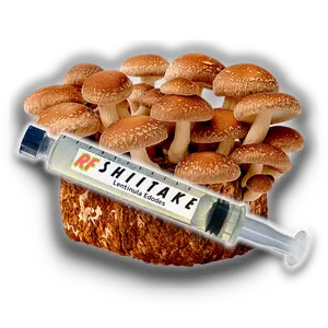 Shiitake (Lentinula Edodes) Liquid Culture