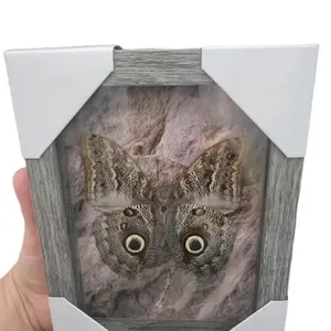 Owl aka Calligo butterfly in a 5x7 frame