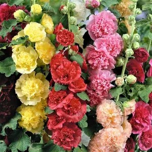 200pcs Double Hollyhock Seeds - Mixed Colors, Non-GMO Heirloom, Hardy Biennial for Vibrant & Tall Blooms Plant Garden Outdoor Flower Pot Decorative Tulip