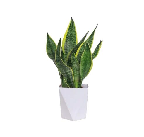 Live Exclusive | Live Snake Plant Indoor – Hardy Sansevieria Houseplant Easy Care Home Decor Plant Live Exclusive | Live Snake Plant Indoor – Hardy Sansevieria Houseplant Easy Care Home Decor Plant