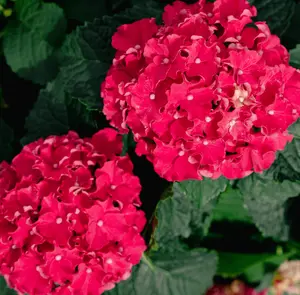 Frill Ride® Reblooming Hydrangea