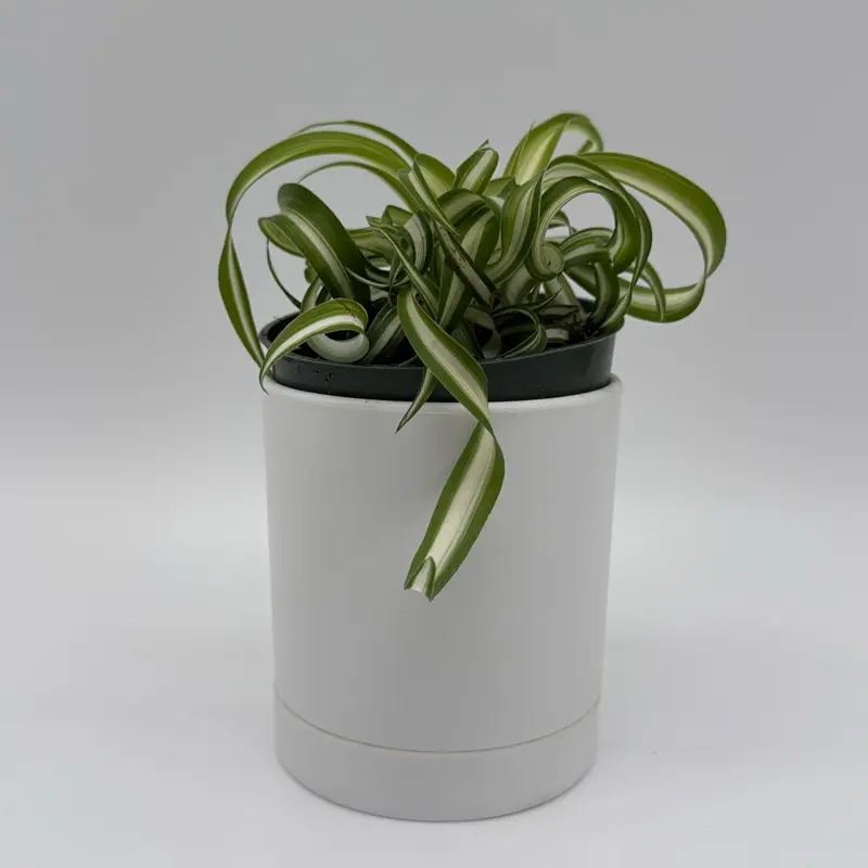 Curly Bonnie Variegated Spider Plant - 4" Pot Indoor Live Plant, Excellent Air Purifier for Bright Indirect Sunlight Spots (Home & Garden Supplies)