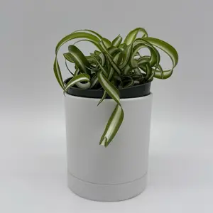 Curly Bonnie Variegated Spider Plant 4" Pot House Plant - Excellent Air Purifier for Bright Spot with Indirect Sunlight - 8"HB Care