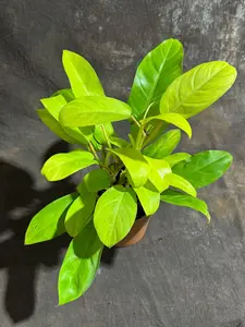 Lemon Lime Philodendron in a 6" Self-Watering Decorative Pot - Low Maintenance Indoor Vining Air Purifying Plants - Philodendron Cordatum