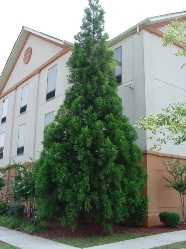 Cryptomeria Yoshino Japanese Cedar - 6-10 inches tall - Quart Pot - Growing Evergreen Conifer with Soft Green Foliage - No Ship To AK, HI and P.R.