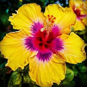 Green River 20 Yellow Pink Hibiscus Seeds – Premium Perennial Flower Seeds for Tropical & Pollinator Gardens – Hardy Outdoor Seeds for Full Sun & Well-Drained Soil – Vibrant Garden Blooms Attracting Butterflies & Hummingbirds