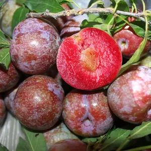 100+ Heirloom Plum Seeds from The Changsheng Tree - Non-gmo Garden Seeds for Growing Juicy and Delicious Fruit