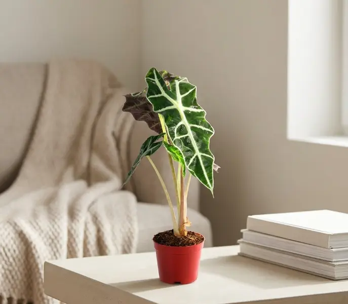 RZ-05 / 4 Inch Potted African Mask Plant Live Alocasia Amazonica Polly Tropical Aroid, Glossy Wavy Arrow Foliage With Bold Silvery White Contrast Veins, Humidity-Loving Compact Decor Plant For Desktops, Window Nooks And Minimalist