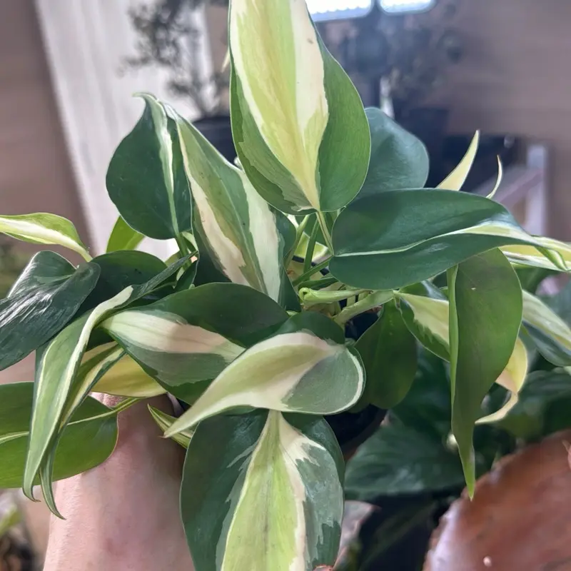 Philodendron Brasil / Rio Silver Stripe Live Plant - 4in Potted Tropical Houseplant for Home Garden Plant Care, Philodendron Plant Live