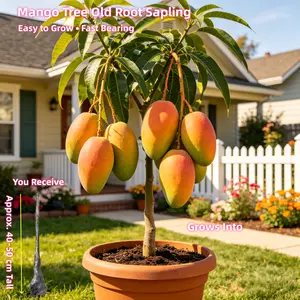 Bare Root Mango Tree 16-20 inches - Dormant Live Plant No Leaves - Easy to Wake Up & Grow Sweet Manila Mango in Spring - Tropical Fruit Tree for Home Garden