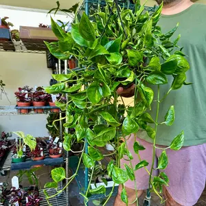 8” Epipremnum Shangri La XL