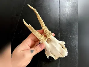 Roe Deer Half Skull