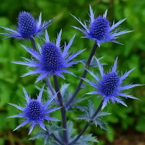 25 Blue Glitter Sea Holly Seeds - Eryngium Flower Seeds