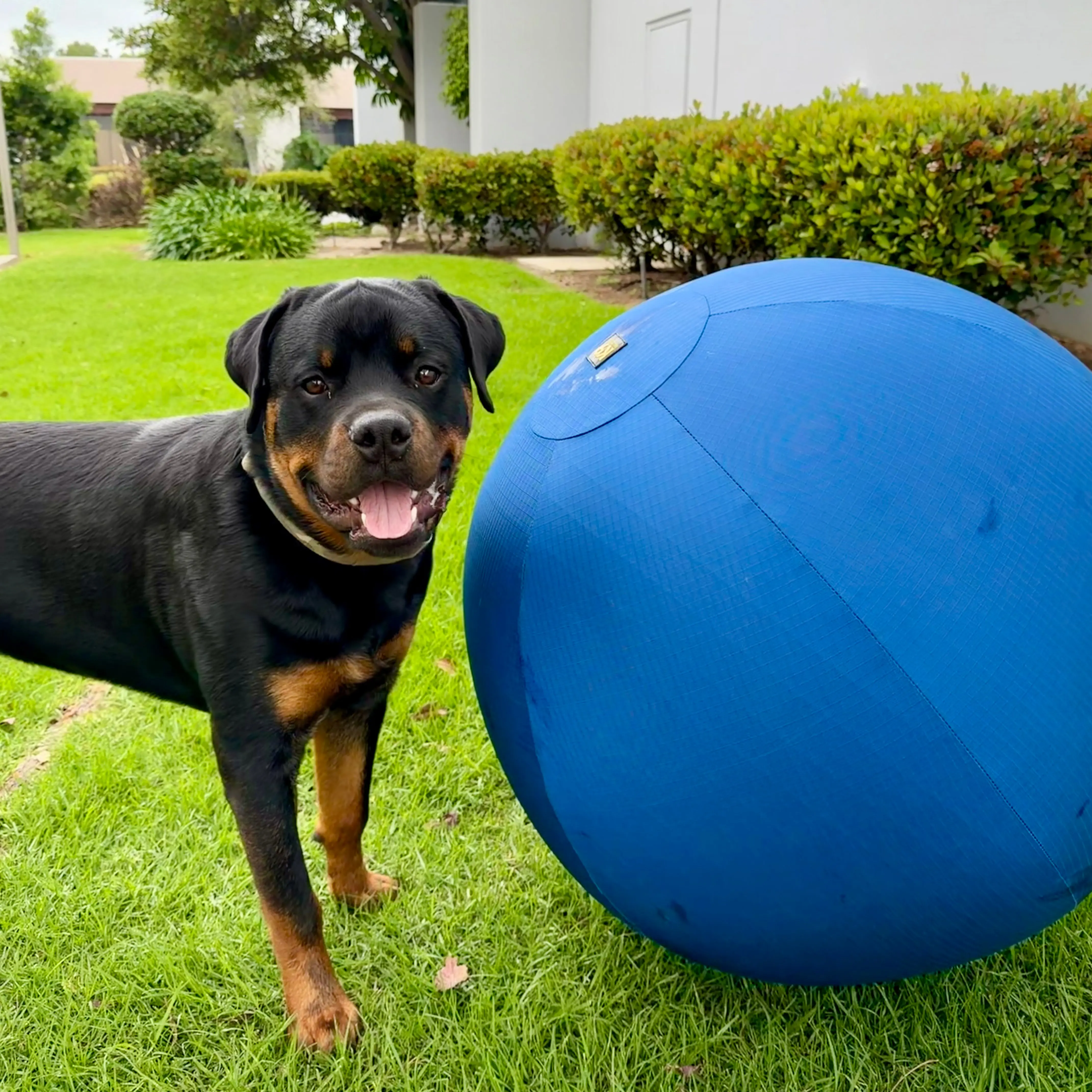K9 Play™ Herding Ball Dog Toy K9 Play™ Herding Ball Dog Toy