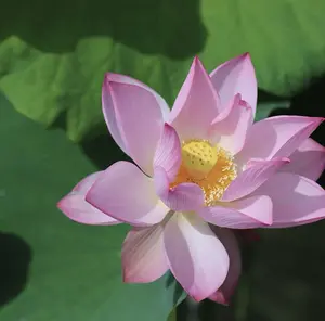 Lotus Seeds for Indoor & Outdoor Water Planting, Aquatic Flower Seeds for Container, Pond & Bowl Garden, DIY Home Gardening & Plant Growing Experience