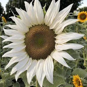 White Sunflower Seeds - 100 Hybrid Seeds for Planting - Bi-Color Blooms for an Outdoor Butterfly Garden, Great Cut Flowers