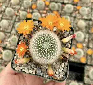 Rebutia Fiebrigii, Blooming Cactus, Ornamental Plant, Live Plant in 3" pot
