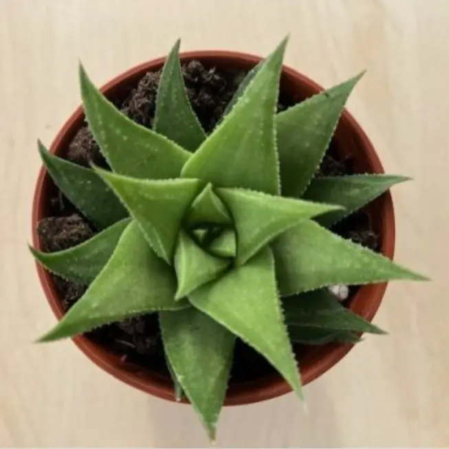 Haworthia Angustifolia Baylissii - Rare Succulent Plant - Live Succulent in 2.5" Pot