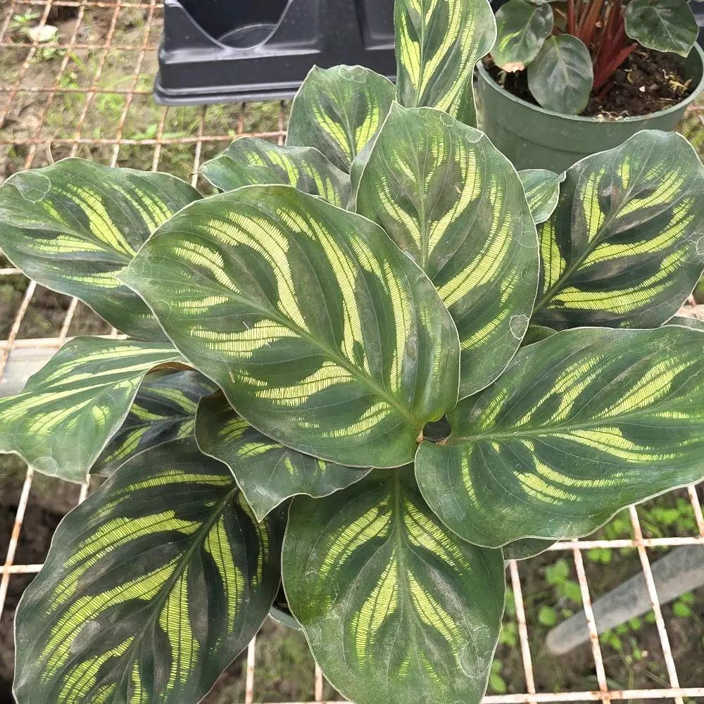 Calathea Makayona 6"