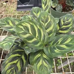 Calathea Makayona 6"
