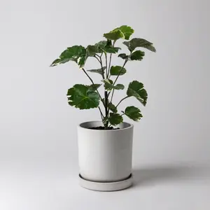 4" Signature Stone Planter