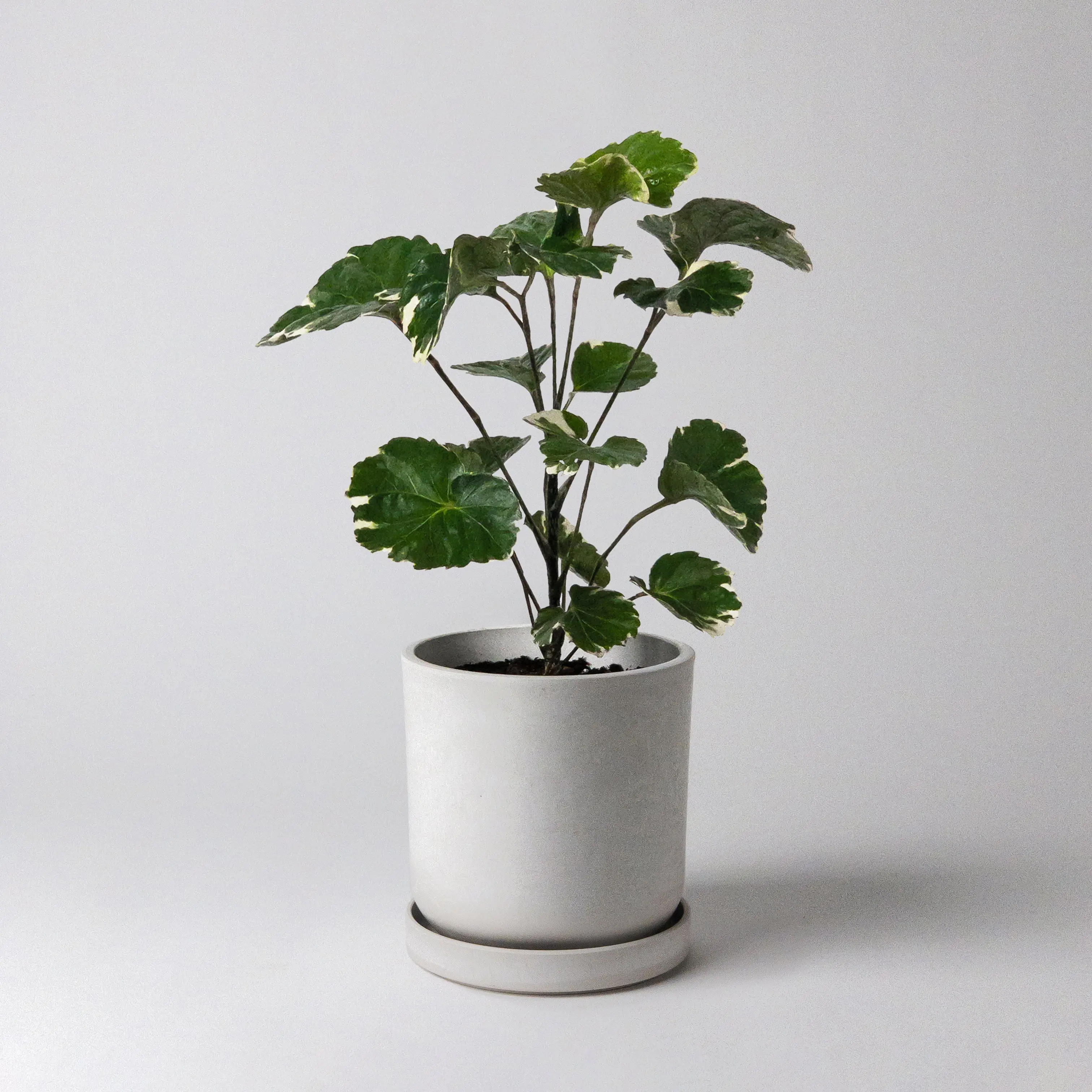 4" Signature Stone Planter