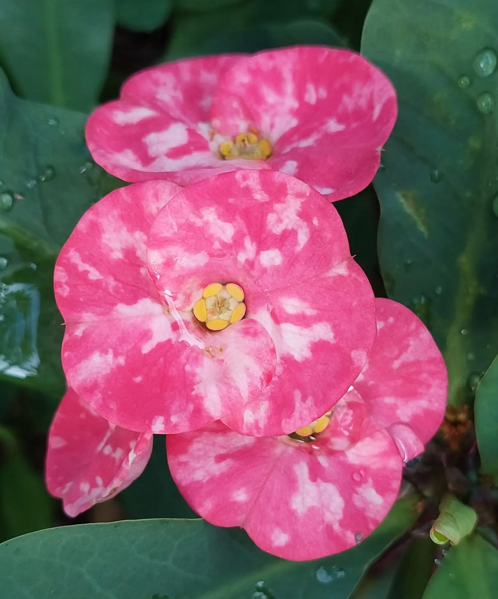 Crown of Thorns 10" CUTTING Euphorbia Large Pink marble flowers - Sunset Blvd