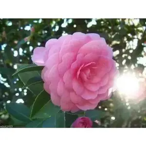 Rose of winter Seeds ,  Camellia japonica