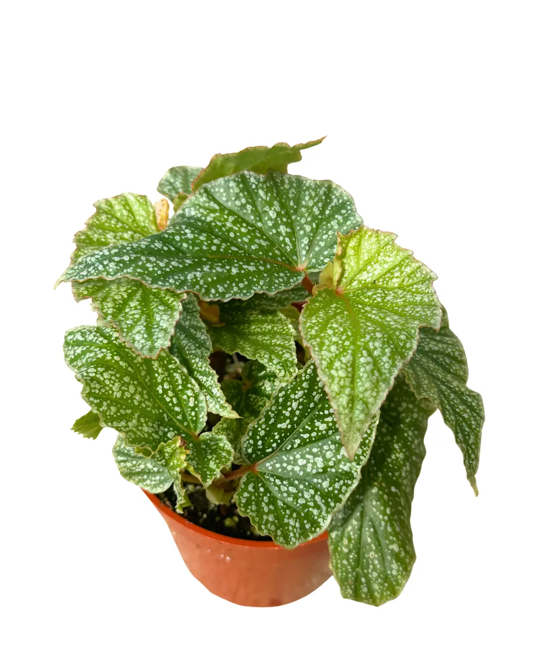 4" Begonia Snow Capped – Live Plant