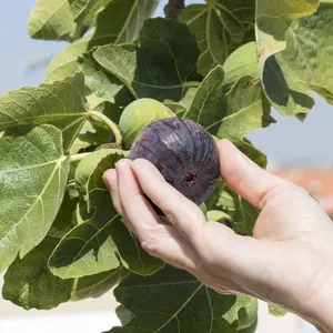 Black Mission' Fig Tree - 1 Gallon Pot