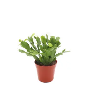 Zygocactus Rose Light Pink Christmas Cactus - 4'' from California Tropicals