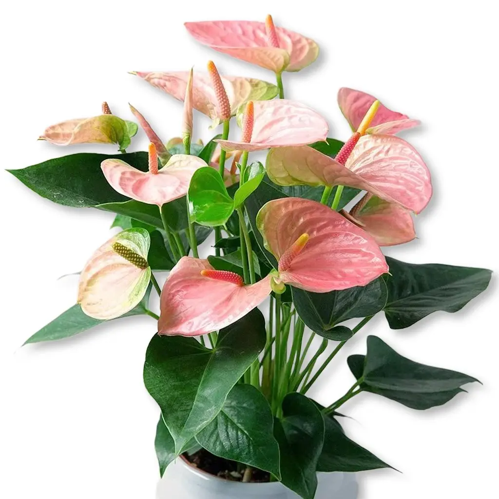 Pink Flower Anthurium - Single - 4 Inch Pot - Anthurium Oaxaca