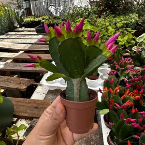Spring cactus GROWERS CHOICE CANNOT CHOOSE COLOR