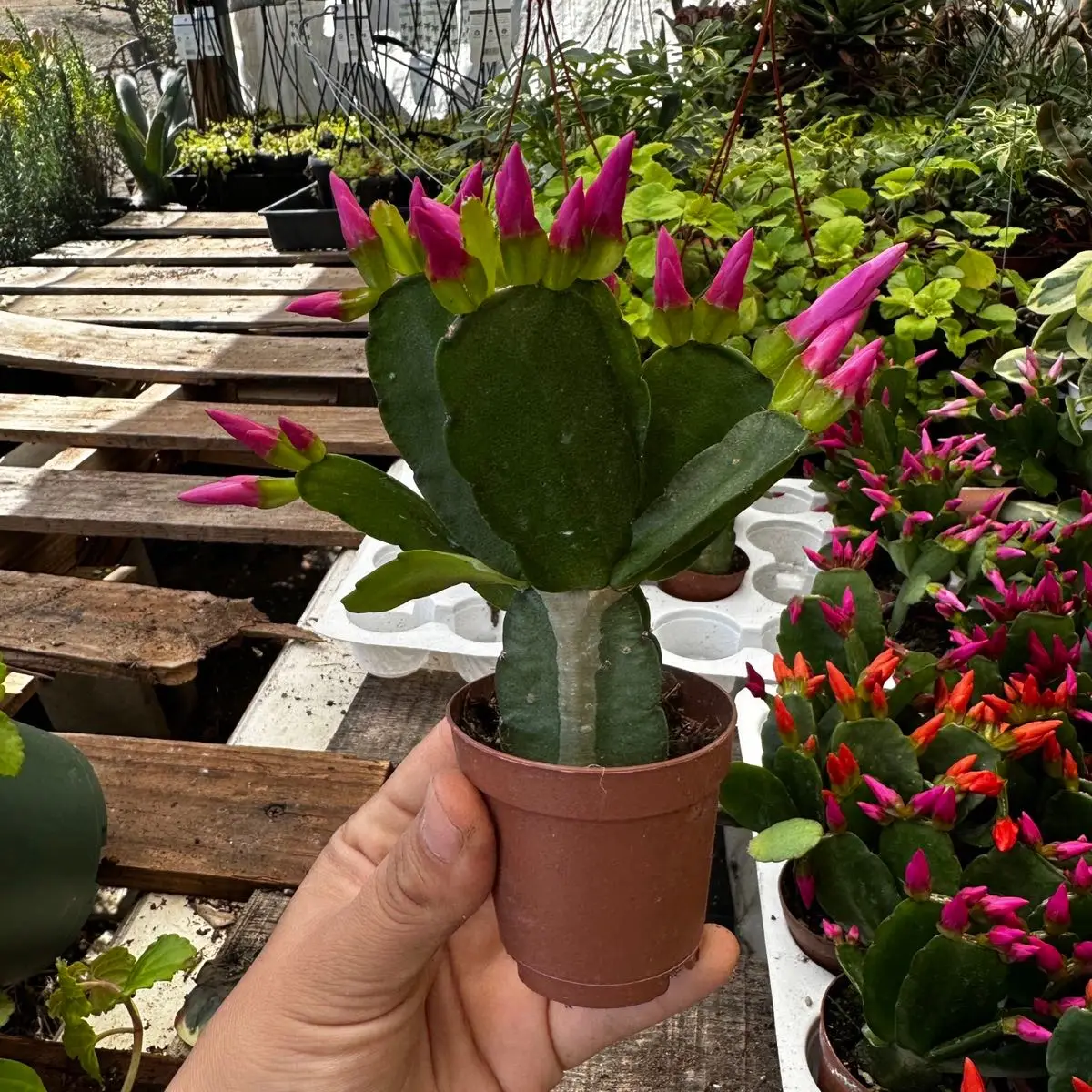 Spring cactus GROWERS CHOICE CANNOT CHOOSE COLOR